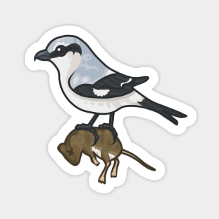 Northern Shrike Sticker